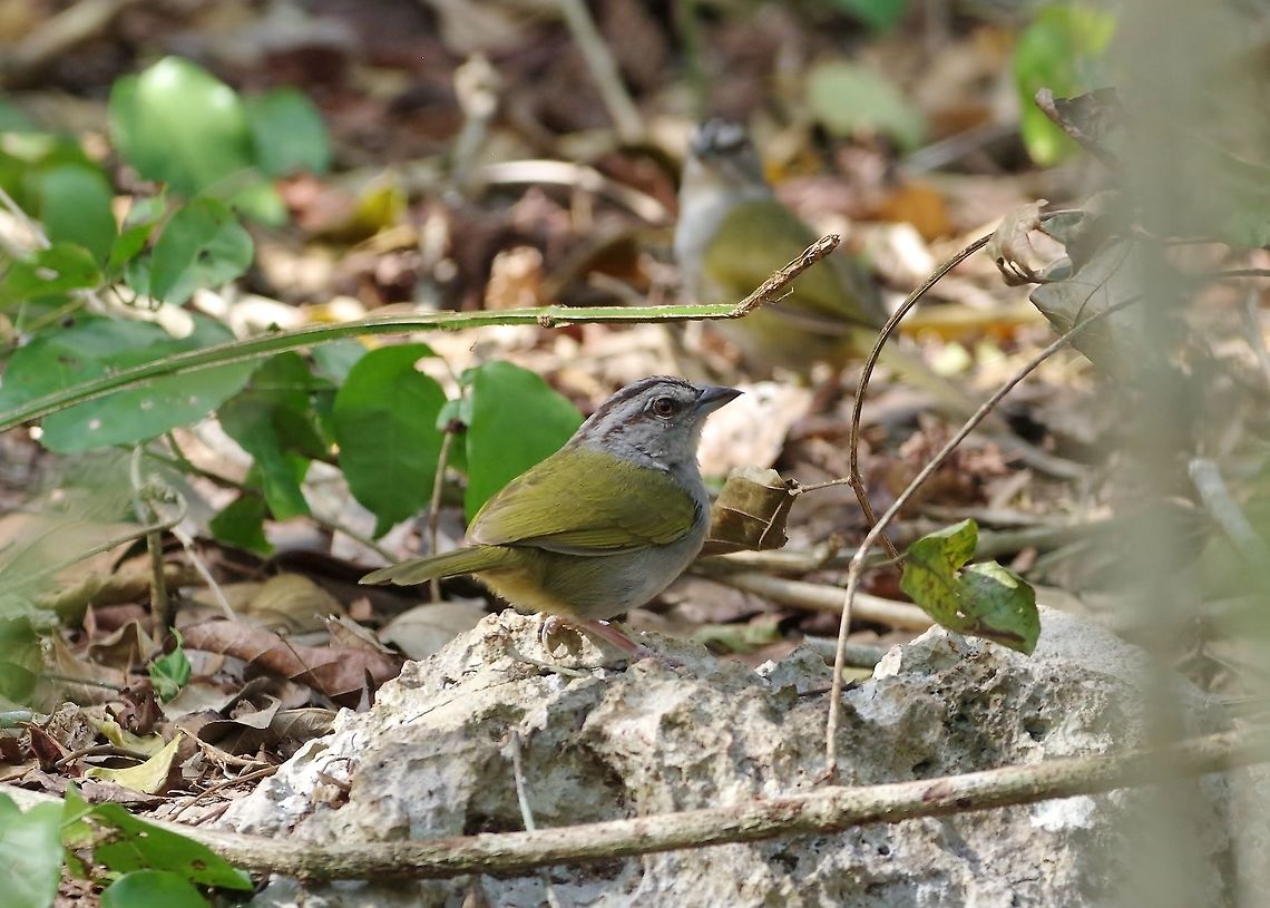 Green-backed sparrow (Arremonops chloronotus) Punta Laguna, Quintana Roo, Mexico. Apr 30, 2017 Arremonops chloronotus,Geotagged,Green-backed sparrow,Mexico,Spring