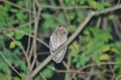 Middle American screech owl (Megascops guatemalae) Punta Laguna, Quintana Roo, Mexico. May 10, 2017 Geotagged,Megascops guatemalae,Mexico,Middle American screech owl,Spring