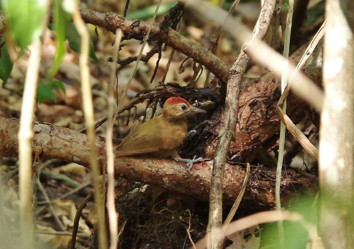 Smoky-brown woodpecker (Leuconotopicus fumigatus) Punta Laguna, Quintana Roo, Mexico. May 12, 2017 Geotagged,Leuconotopicus fumigatus,Mexico,Smoky-brown woodpecker,Spring