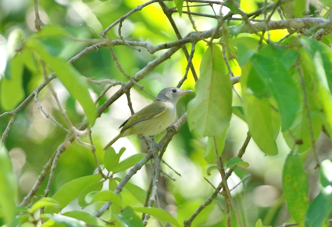 Lesser greenlet (Pachysylvia decurtat) Punta Laguna, Quintana Roo, Mexico. May 6, 2017 Geotagged,Lesser greenlet,Mexico,Pachysylvia decurtata,Spring