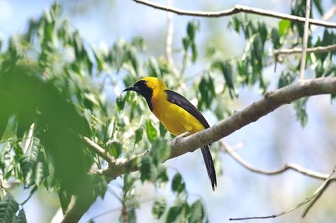 Yellow-backed oriole (Icterus chrysater) Punta Laguna, Quintana Roo, Mexico. Apr 30, 2017 Geotagged,Icterus chrysater,Mexico,Spring,Yellow-backed oriole