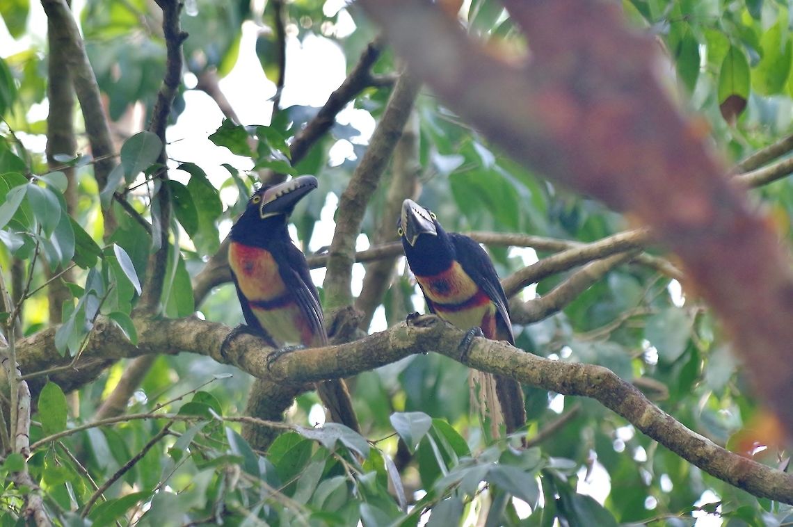 Collared araçari (Pteroglossus torquatus) Punta Laguna, Quintana Roo, Mexico. Apr 30, 2017 Collared aracari,Geotagged,Mexico,Pteroglossus torquatus,Spring