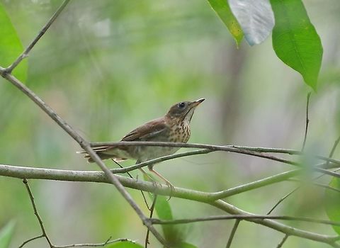 Veery (Catharus fuscescens) Punta Laguna, Quintana Roo, Mexico. Apr 30, 2017 Catharus fuscescens,Geotagged,Mexico,Spring,Veery