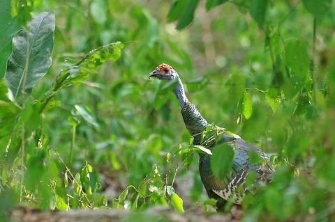 Ocellated Turkey (Meleagris ocellata) Punta Laguna, Quintana Roo, Mexico. May 4, 2017 Geotagged,Meleagris ocellata,Mexico,Ocellated Turkey,Spring