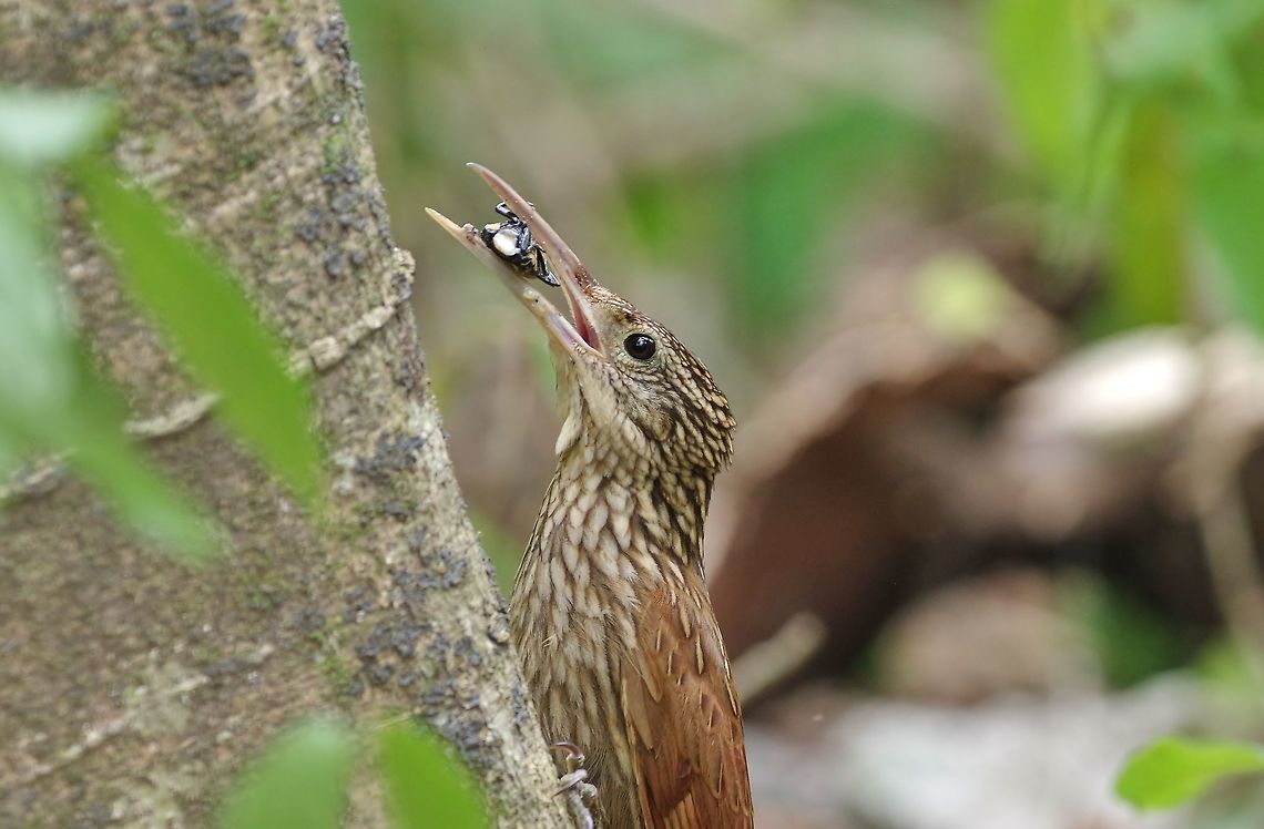Ivory-billed woodcreeper (Xiphorhynchus flavigaster) Punta Laguna, Quintana Roo, Mexico. Apr 29, 2017 Geotagged,Mexico,Spring,Xiphorhynchus flavigaster