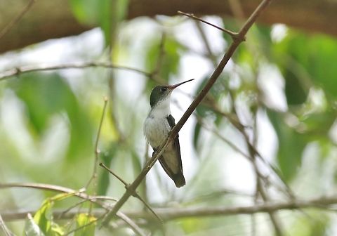 White-bellied emerald (Amazilia candida) Punta Laguna, Quintana Roo, Mexico. Apr 30, 2017 Amazilia candida,Geotagged,Mexico,Spring,White-bellied emerald