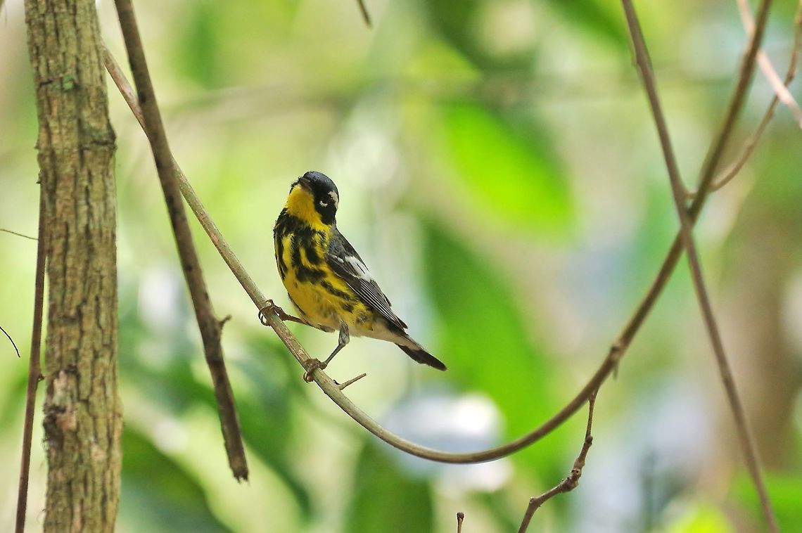 Magnolia warbler (Setophaga magnolia) Punta Laguna, Quintana Roo, Mexico. Apr 28, 2017 Geotagged,Magnolia warbler,Mexico,Setophaga magnolia,Spring