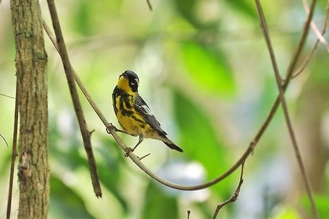 Magnolia warbler (Setophaga magnolia) Punta Laguna, Quintana Roo, Mexico. Apr 28, 2017 Geotagged,Magnolia warbler,Mexico,Setophaga magnolia,Spring