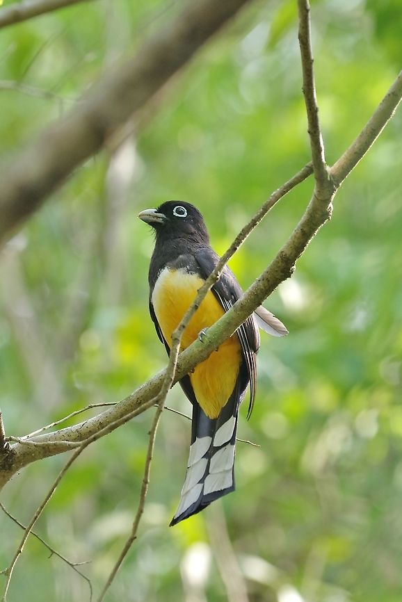 Black-headed trogon (Trogon melanocephalus) Punta Laguna, Quintana Roo, Mexico. Apr 28, 2017 Black-headed trogon,Geotagged,Mexico,Spring,Trogon melanocephalus