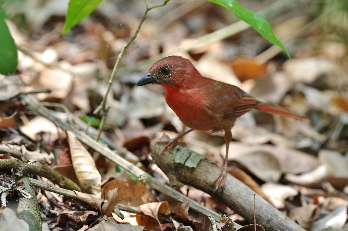 Red-throated ant tanager (Habia fuscicauda) Punta Laguna, Quintana Roo, Mexico. Apr 26, 2017 Geotagged,Habia fuscicauda,Mexico,Red-throated ant tanager,Spring