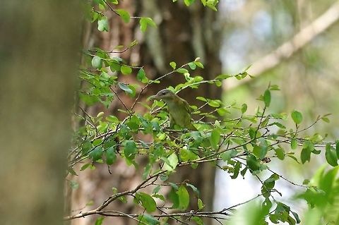 Yellow-green vireo (Vireo flavoviridis) Punta Laguna, Quintana Roo, Mexico. Apr 28, 2017 Geotagged,Mexico,Spring,Vireo flavoviridis,Yellow-green vireo