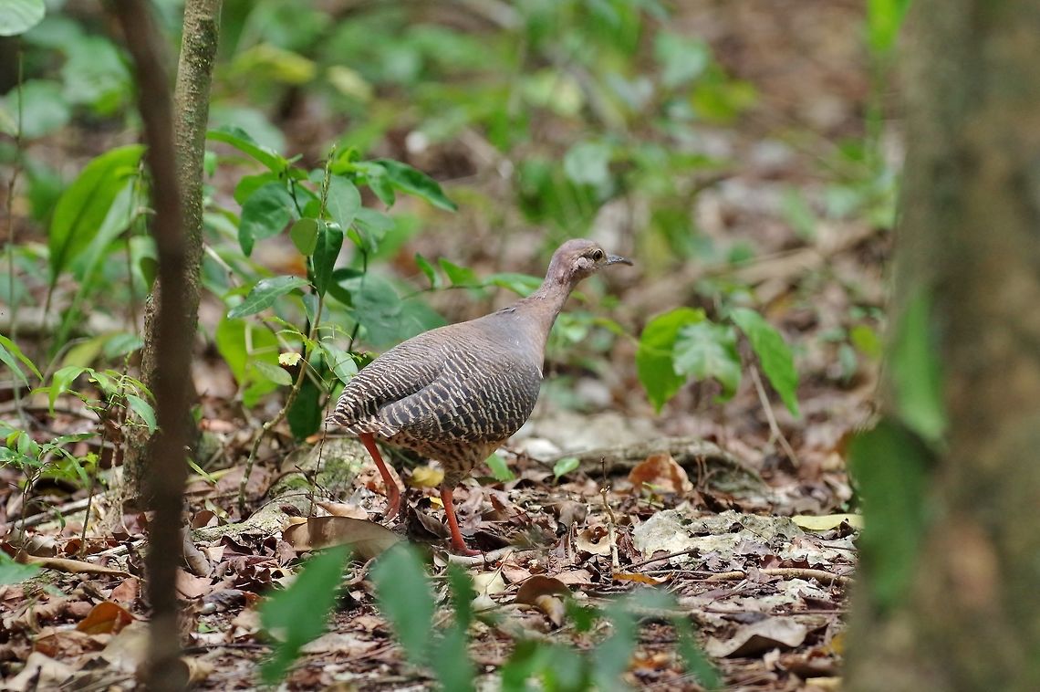 Thicket tinamou (Crypturellus cinnamomeus) Punta Laguna, Quintana Roo, Mexico. Apr 25, 2017 Crypturellus cinnamomeus,Geotagged,Mexico,Spring,Thicket tinamou