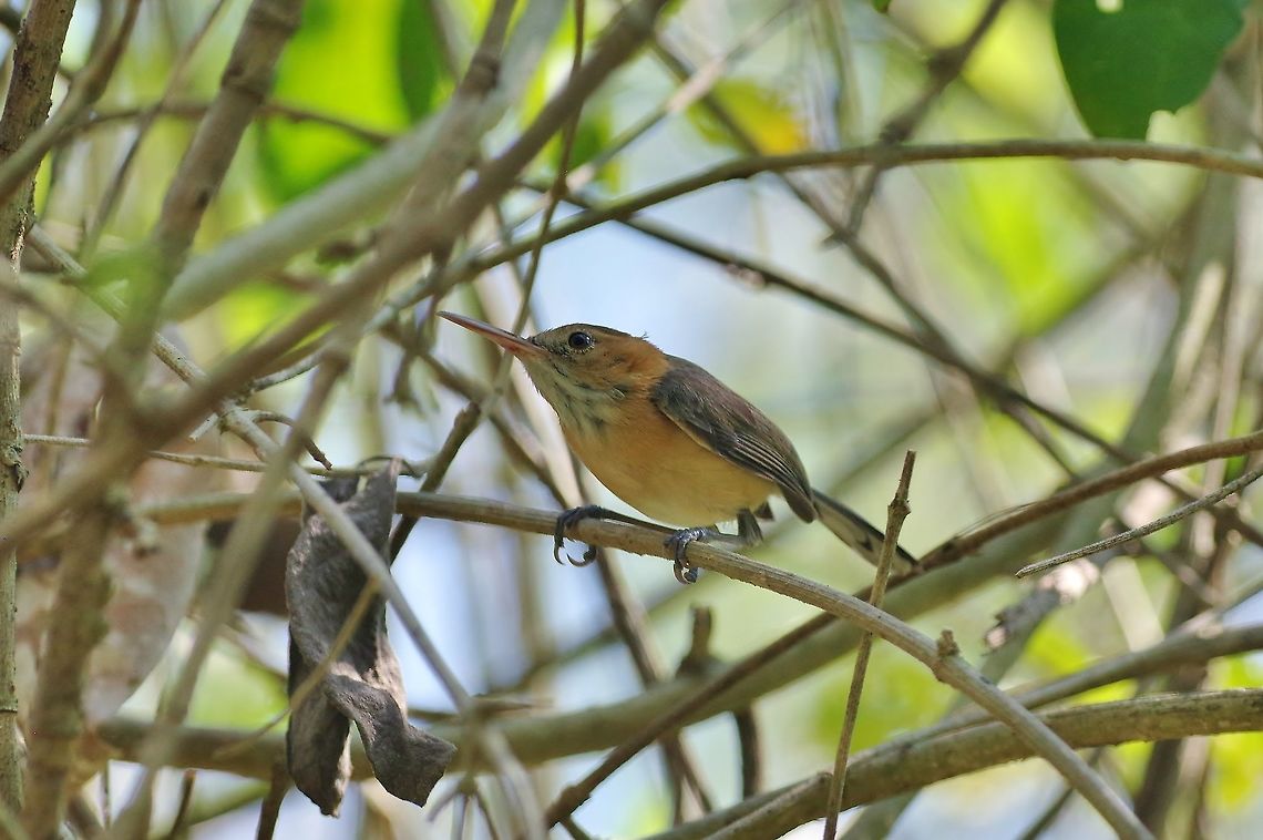 Long-billed gnatwren (Ramphocaenus melanurus) Punta Laguna, Quintana Roo, Mexico. Apr 26, 2017 Geotagged,Long-billed gnatwren,Mexico,Ramphocaenus melanurus,Spring