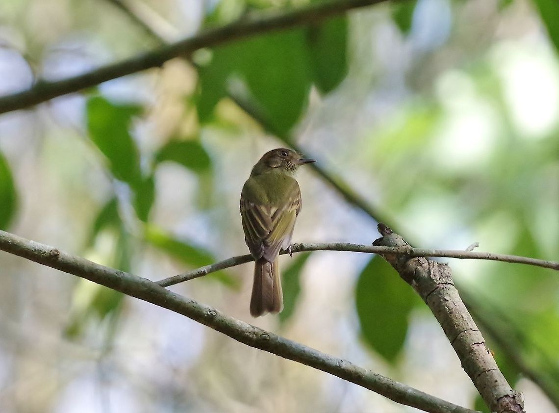 Sepia-capped flycatcher (Leptopogon amaurocephalus) Punta Laguna, Quintana Roo, Mexico. Apr 16, 2017 Geotagged,Leptopogon amaurocephalus,Mexico,Sepia-capped flycatcher,Spring