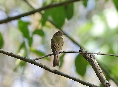 Sepia-capped flycatcher (Leptopogon amaurocephalus) Punta Laguna, Quintana Roo, Mexico. Apr 16, 2017 Geotagged,Leptopogon amaurocephalus,Mexico,Sepia-capped flycatcher,Spring