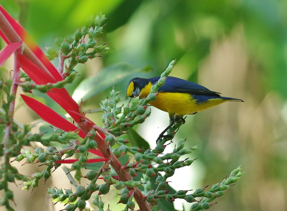 Yellow-throated euphonia (Euphonia hirundinacea) Punta Laguna, Quintana Roo, Mexico. Apr 26, 2017 Euphonia hirundinacea,Geotagged,Mexico,Spring,Yellow-throated euphonia