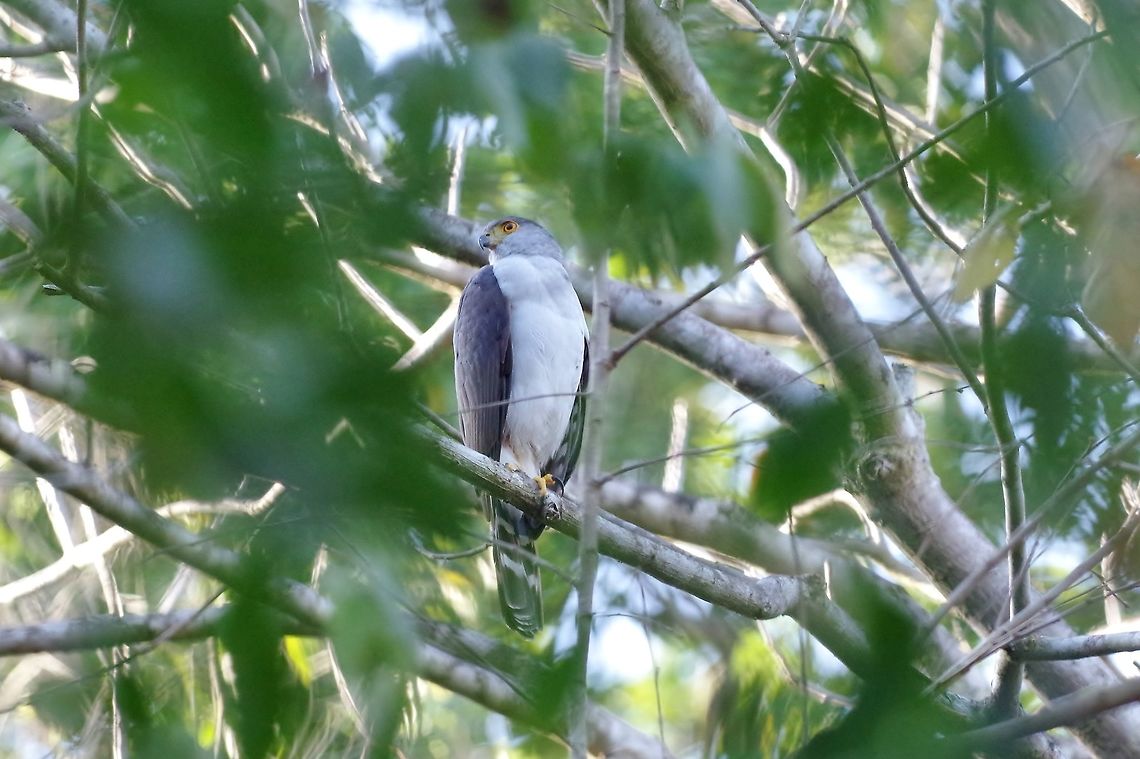 Bicolored hawk (Accipiter bicolor) Punta Laguna, Quintana Roo, Mexico. Apr 16, 2017 Accipiter bicolor,Bicolored hawk,Geotagged,Spring