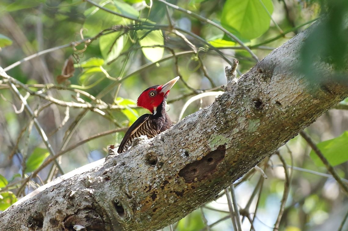 Pale-billed woodpecker (Campephilus guatemalensis) Coba ruins, Quintana Roo, Mexico. Apr 14, 2017 Campephilus guatemalensis,Geotagged,Mexico,Pale-billed woodpecker,Spring