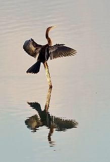 Anhinga and its reflection Coba, Quintana Roo, Mexico. Apr 14, 2017 Anhinga,Anhinga anhinga,Geotagged,Mexico,Spring
