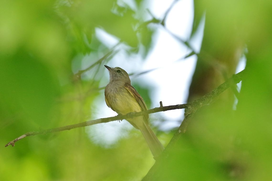 Greenish elaenia (Myiopagis viridicata) Coba, Quintana Roo, Mexico. Apr 13, 2017 Geotagged,Greenish elaenia,Mexico,Myiopagis viridicata,Spring