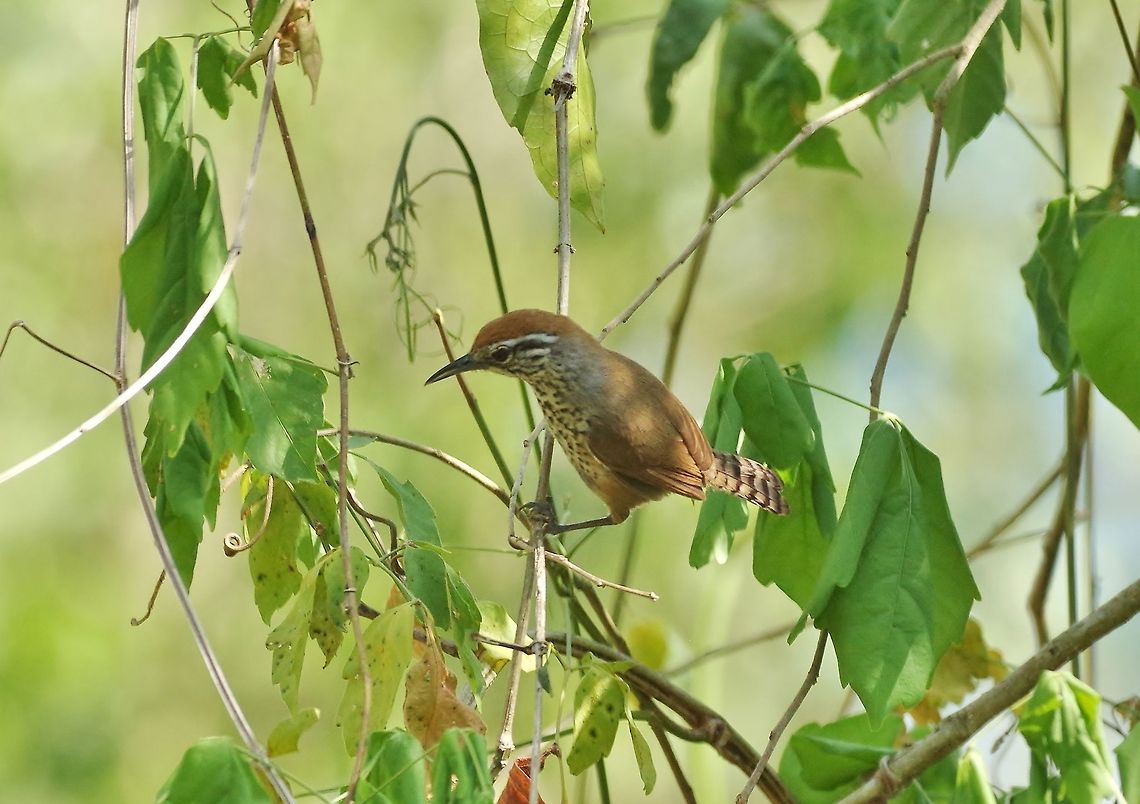 Spot-breasted wren (Pheugopedius maculipectus) Punta Laguna, Quintana Roo, Mexico. Apr 13, 2017 Geotagged,Mexico,Pheugopedius maculipectus,Spot-breasted wren,Spring