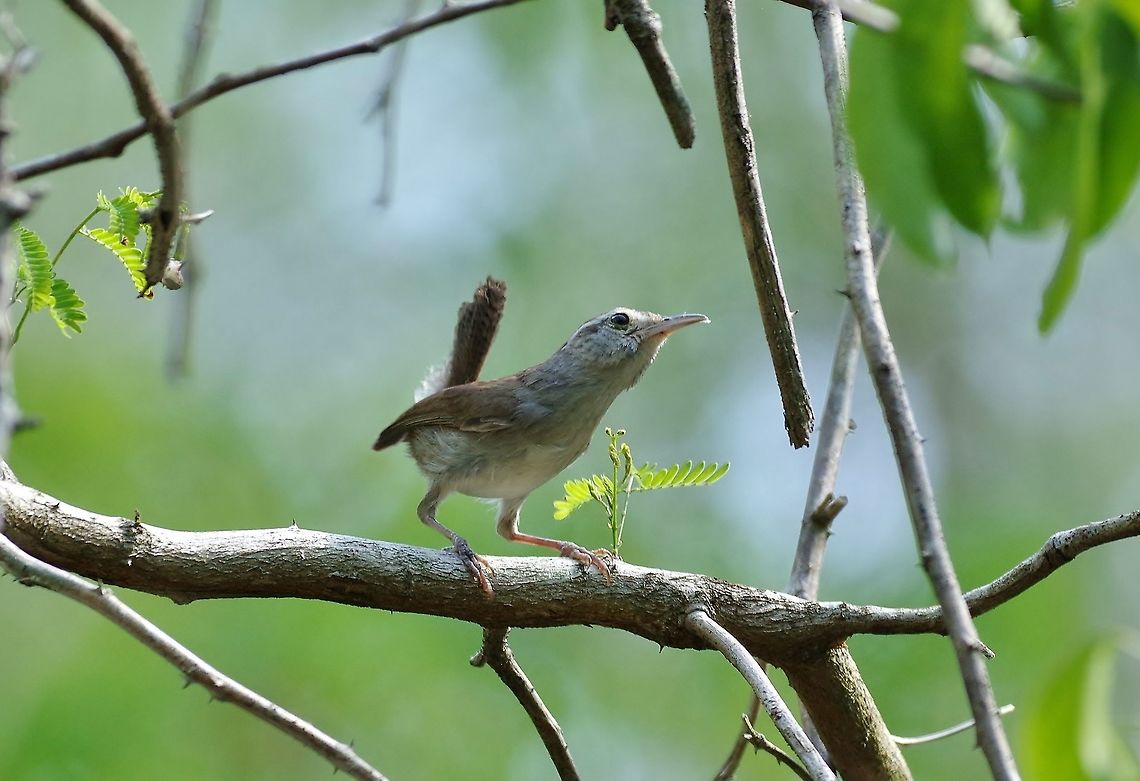 White-bellied wren (Uropsila leucogastra) Punta Laguna, Quintana Roo, Mexico. Apr 13, 2017 Geotagged,Mexico,Spring,Uropsila leucogastra,White-bellied wren