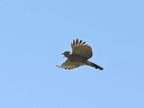 Roadside Hawk (Rupornis magnirostris) Punta Laguna, Quintana Roo, Mexico. Apr 13, 2017 Buteo magnirostris,Geotagged,Mexico,Roadside Hawk,Spring