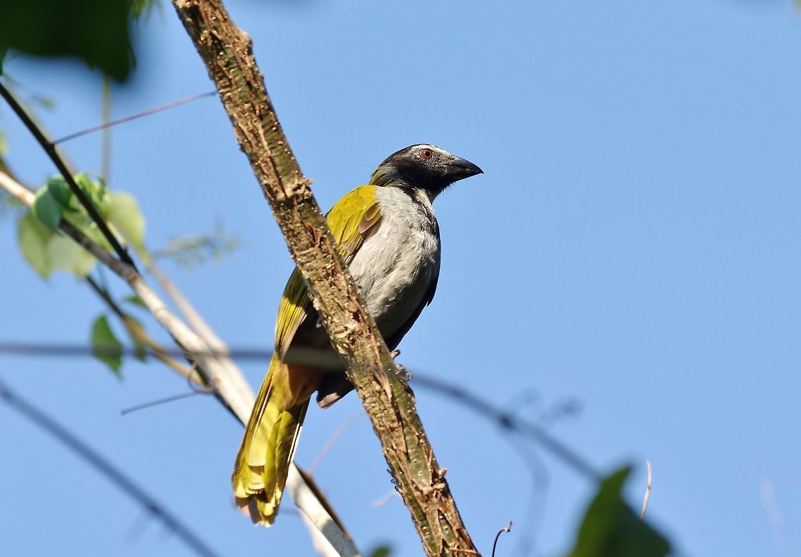 Black-headed saltator (Saltator atriceps) Punta Laguna, Quintana Roo, Mexico. Apr 13, 2017 Black-headed saltator,Geotagged,Mexico,Saltator atriceps,Spring