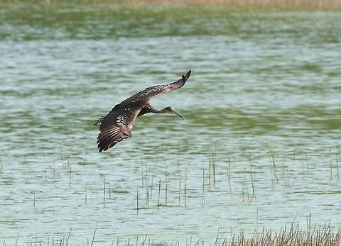 Limpkin (Aramus guarauna) Punta Laguna, Quintana Roo, Mexico. Apr 9, 2017 Aramus guarauna,Geotagged,Limpkin,Mexico,Spring
