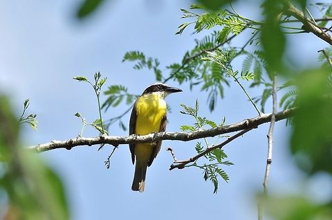 Boat-billed flycatcher (Megarynchus pitangua) Punta Laguna, Quintana Roo, Mexico. Apr 9, 2017 Boat-billed flycatcher,Geotagged,Megarynchus pitangua,Mexico,Spring