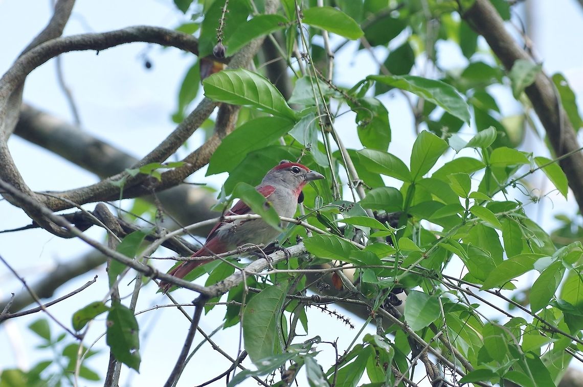 Rose-throated tanager (Piranga roseogularis) Punta Laguna, Quintana Roo, Mexico. Apr 9, 2017 Geotagged,Mexico,Piranga roseogularis,Rose-throated tanager,Spring