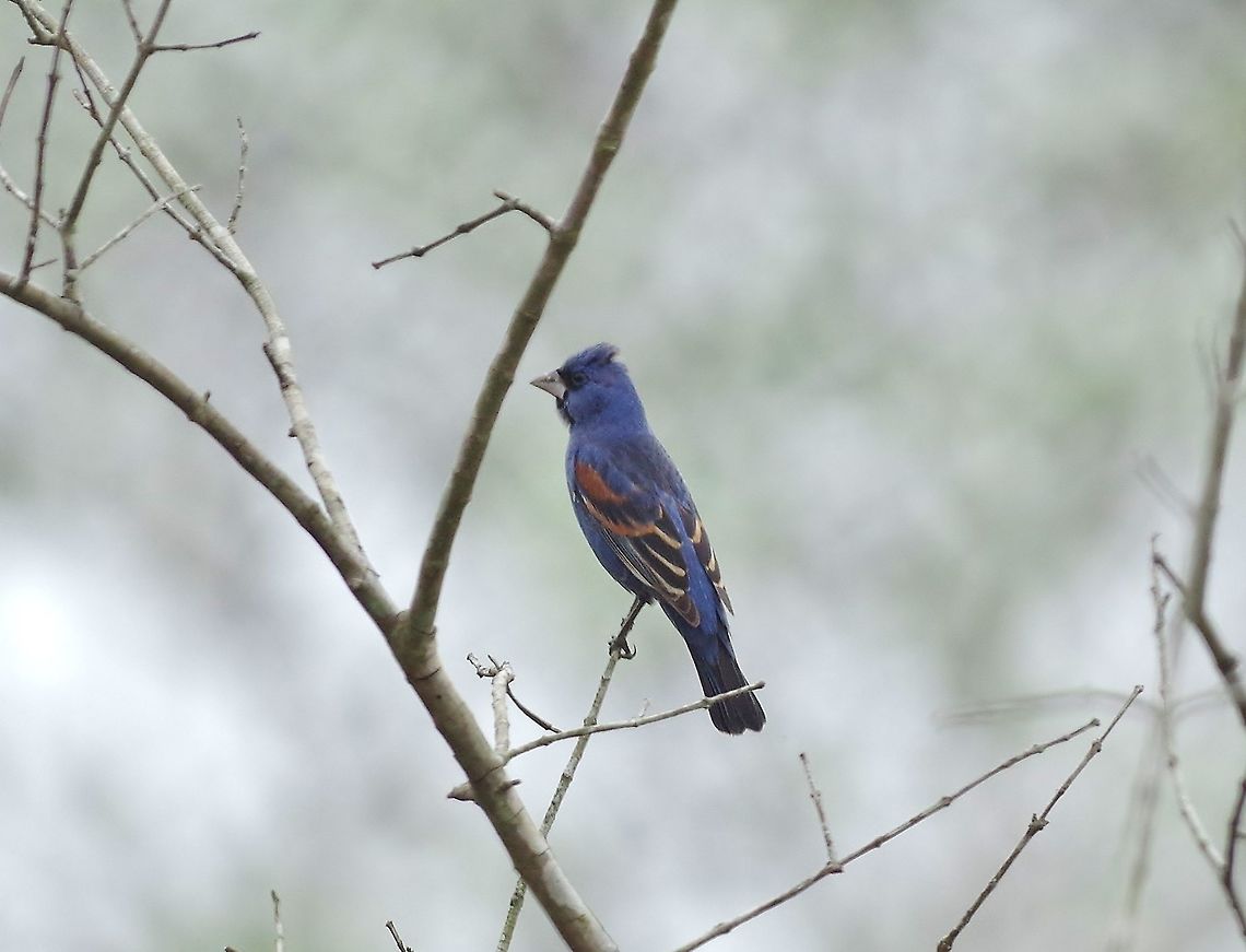 Blue grosbeak (Passerina caerulea) Punta Laguna, Quintana Roo, Mexico. Apr 8, 2017 Blue grosbeak,Geotagged,Mexico,Passerina caerulea,Spring