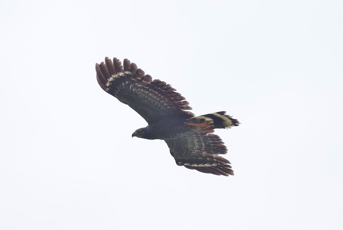Crane hawk (Geranospiza caerulescens) Punta Laguna, Quintana Roo, Mexico. Apr 8, 2017 Crane hawk,Geotagged,Geranospiza caerulescens,Mexico,Spring