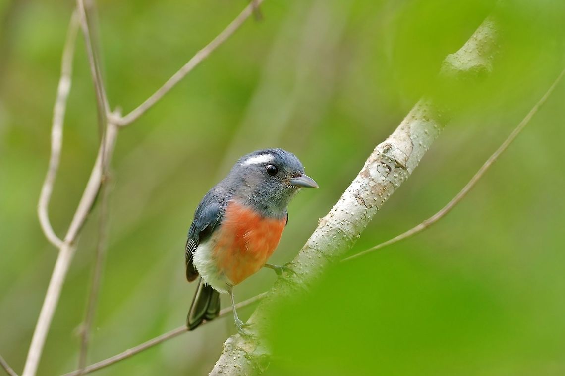 Grey-throated chat (Granatellus sallaei) Punta Laguna, Quintana Roo, Mexico. Apr 5, 2017 Geotagged,Granatellus sallaei,Grey-throated chat,Mexico,Spring
