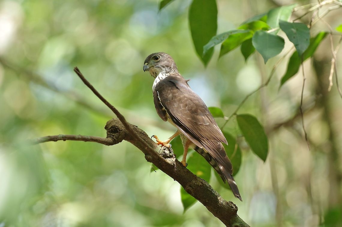 Juvenile double-toothed kite (Harpagus bidentatus) Punta Laguna, Quintana Roo, Mexico. Apr 5, 2017 Double-toothed kite,Geotagged,Harpagus bidentatus,Mexico,Spring