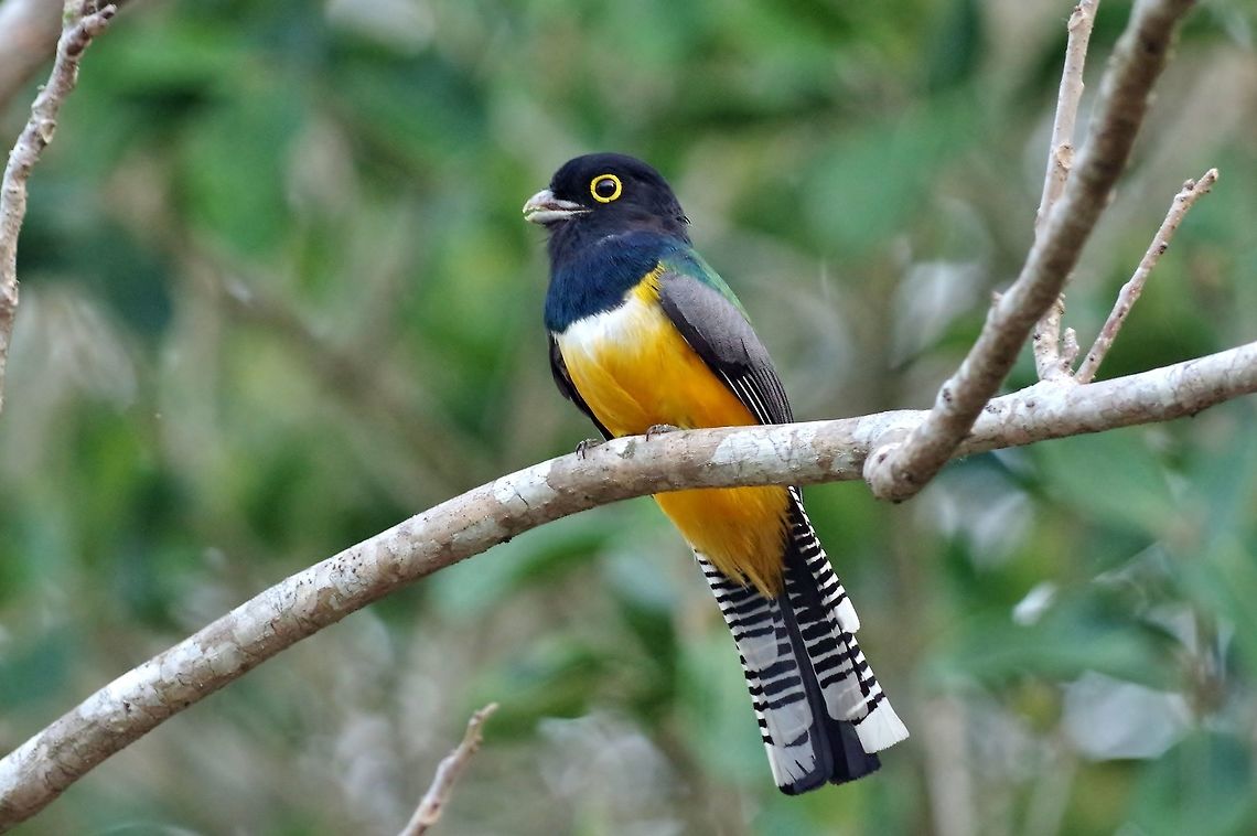 Gartered trogon (Trogon caligatus) Punta Laguna, Quintana Roo, Mexico. Apr 5, 2017 Gartered trogon,Geotagged,Mexico,Spring,Trogon caligatus