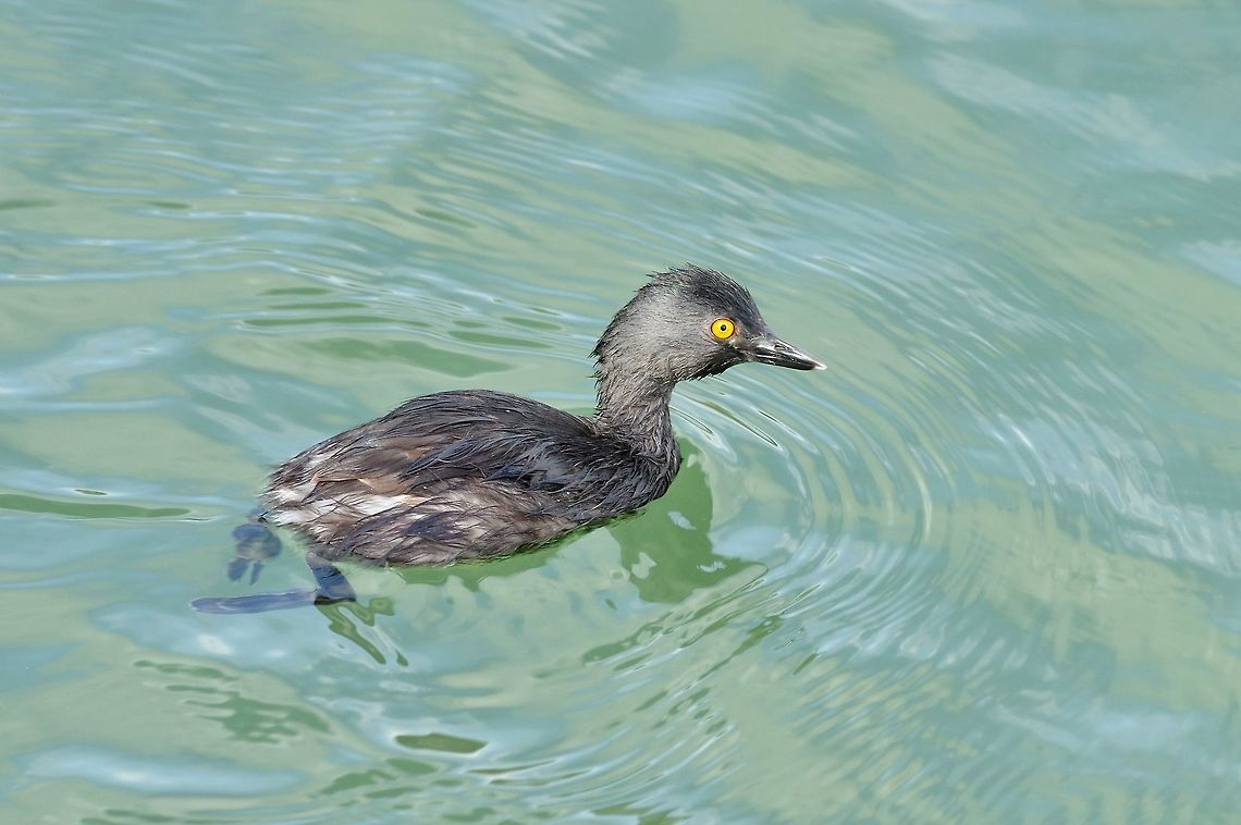 Least grebe (Tachybaptus dominicus) Punta Laguna, Quintana Roo, Mexico. Apr 2, 2017 Geotagged,Least grebe,Mexico,Spring,Tachybaptus dominicus