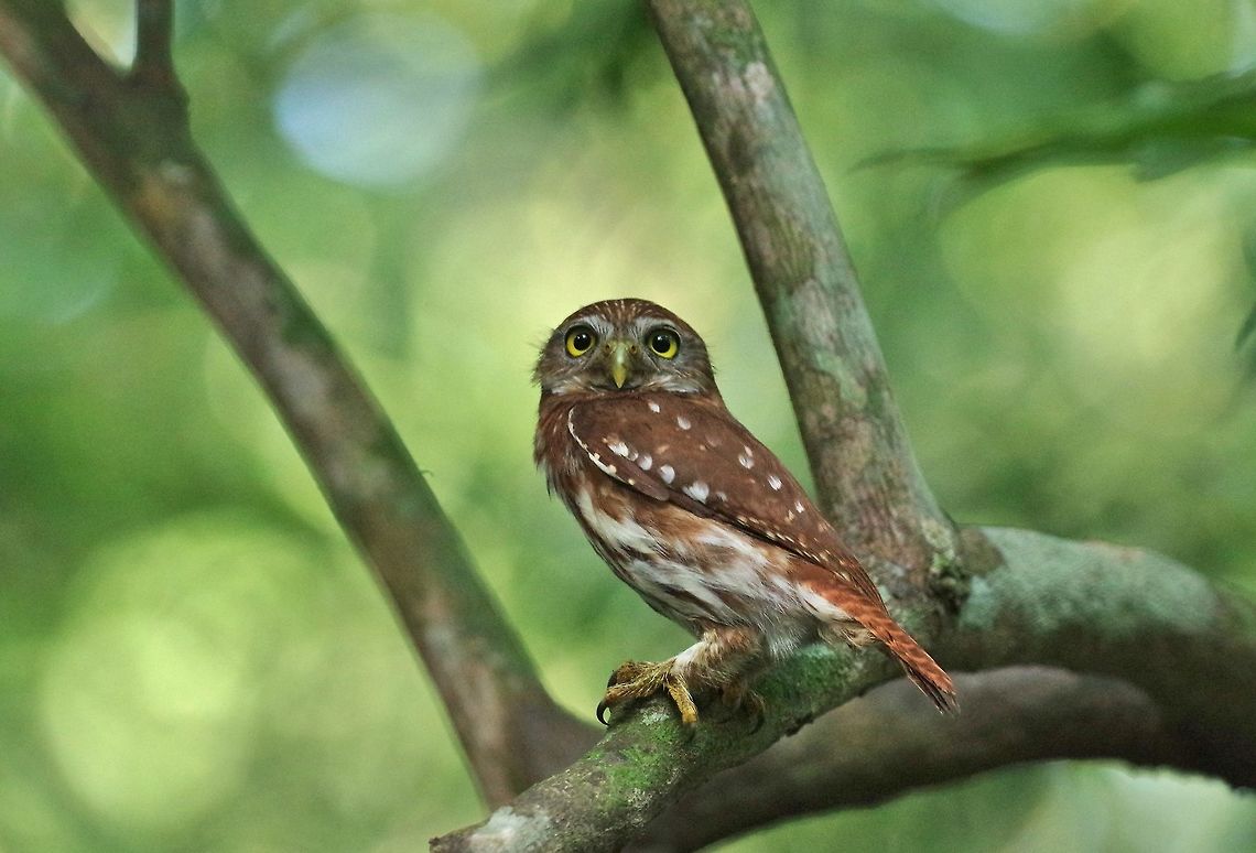 Ferruginous Pygmy Owl (Glaucidium brasilianum) Punta Laguna, Quintana Roo, Mexico. Apr 3, 2017 Ferruginous Pygmy Owl,Geotagged,Glaucidium brasilianum,Mexico,Spring