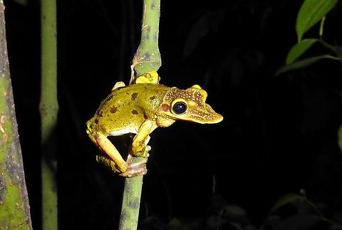 Yucatan Casqueheaded Frogs (Triprion petasatus) Punta Laguna, Quintana Roo, Mexico. Jul 4, 2017 Geotagged,Mexico,Summer,Triprion petasatus