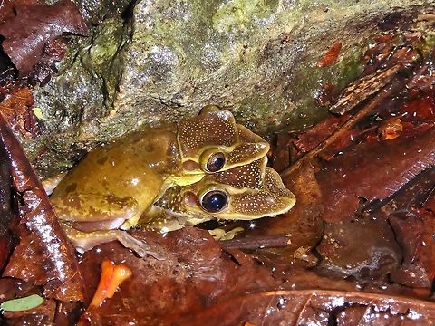 Yucatan Casqueheaded Frogs in amplexus Punta Laguna, Quintana Roo, Mexico. Jul 4, 2017 Geotagged,Mexico,Summer,Triprion petasatus,Yucatan Casqueheaded Frog