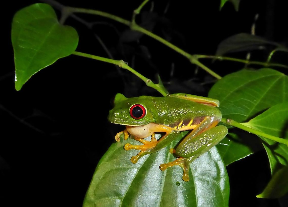 Red-eyed tree frog (Agalychnis callidryas) Punta Laguna, Quintana Roo, Mexico. Jul 4, 2017 Agalychnis callidryas,Geotagged,Mexico,Red-eyed tree frog,Summer