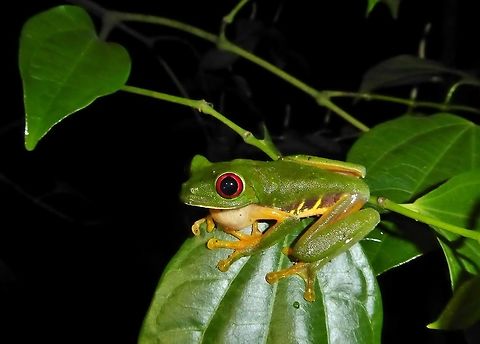 Red-eyed tree frog (Agalychnis callidryas) Punta Laguna, Quintana Roo, Mexico. Jul 4, 2017 Agalychnis callidryas,Geotagged,Mexico,Red-eyed tree frog,Summer