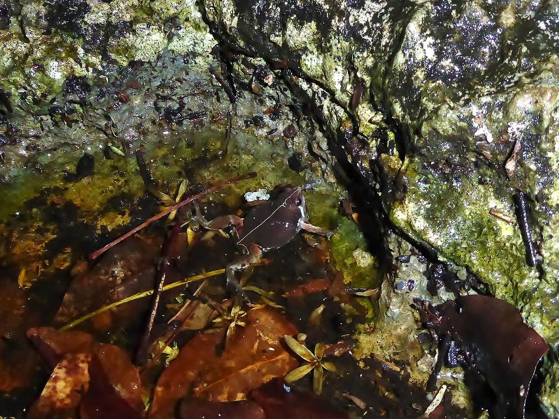 Mexican narrow-mouthed toad (Hypopachus variolosus) Punta Laguna, Quintana Roo, Mexico. May 13, 2017 Geotagged,Hypopachus variolosus,Mexican narrow-mouthed toad,Mexico,Spring