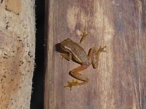 Painted tree frog (Tlalocohyla picta) Punta Laguna, Quintana Roo, Mexico. Jun 20, 2017 Geotagged,Mexico,Painted tree frog,Spring,Tlalocohyla picta