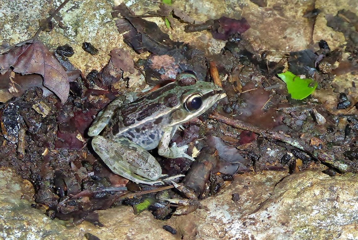Brown's Leopard Frog (Lithobates brownorum) Punta Laguna, Quintana Roo, Mexico. Jun 11, 2017 Geotagged,Lithobates brownorum,Mexico,Spring