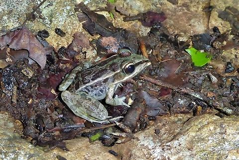 Brown's Leopard Frog (Lithobates brownorum) Punta Laguna, Quintana Roo, Mexico. Jun 11, 2017 Geotagged,Lithobates brownorum,Mexico,Spring