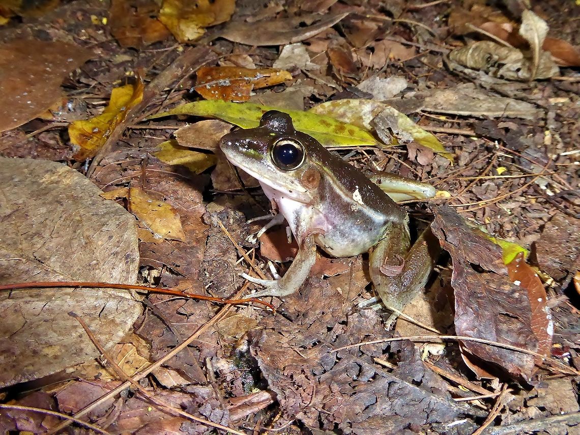 Vaillant's frog (Lithobates vaillanti) Punta Laguna, Quintana Roo, Mexico. Jul 1, 2017 Geotagged,Lithobates vaillanti,Mexico,Summer,Vaillants frog