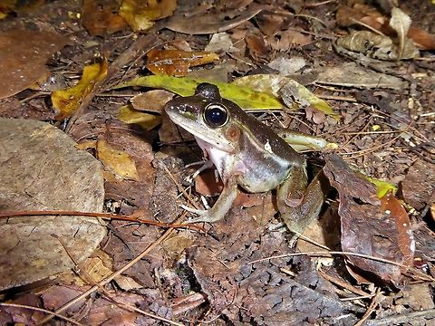 Vaillant's frog (Lithobates vaillanti) Punta Laguna, Quintana Roo, Mexico. Jul 1, 2017 Geotagged,Lithobates vaillanti,Mexico,Summer,Vaillants frog