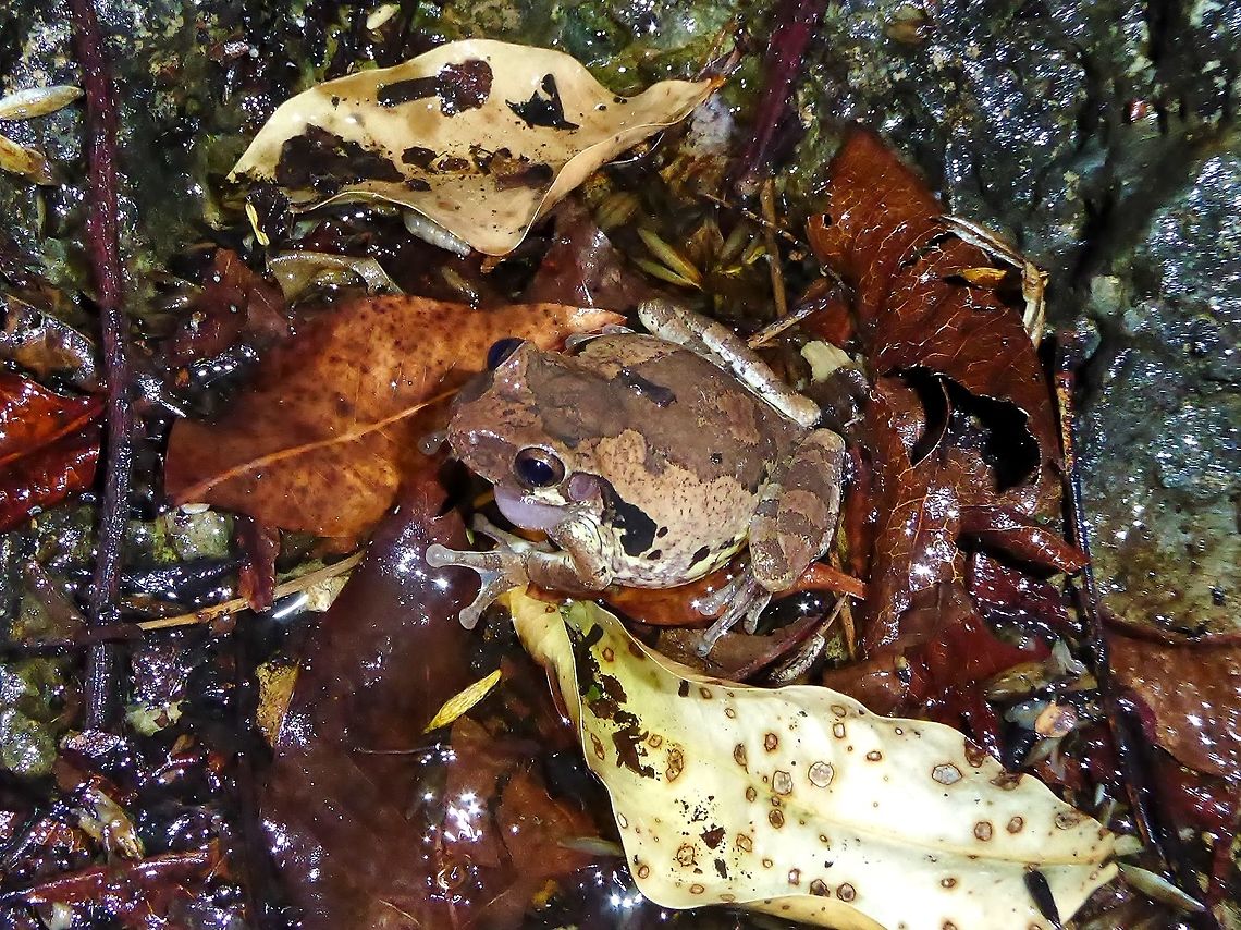 Common Mexican tree frog (Smilisca baudinii) Punta Laguna, Quintana Roo, Mexico. May 13, 2017 Common Mexican tree frog,Geotagged,Mexico,Smilisca baudinii,Spring
