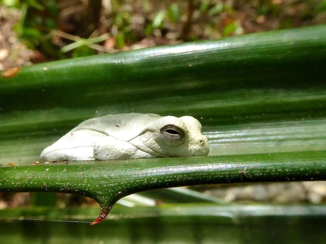 Albino Mahogany tree frog (Tlalocohyla loquax) Punta Laguna, Quintana Roo, Mexico. Apr 30, 2017 Geotagged,Mahogany tree frog,Mexico,Spring,Tlalocohyla loquax